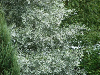 Ива белая Вителина (Salix alba \"Vitellina\") - Питомник растений Владимира  Овчинникова