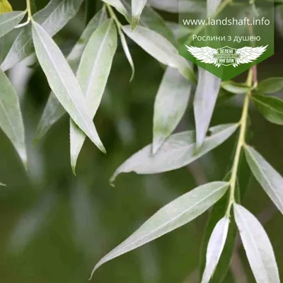 Ива белая 'Tristis' (Salix alba 'Tristis') - «Feel Green»