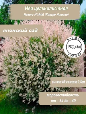 Ива Хакуро Нишики С2 590 руб. AGRO44465