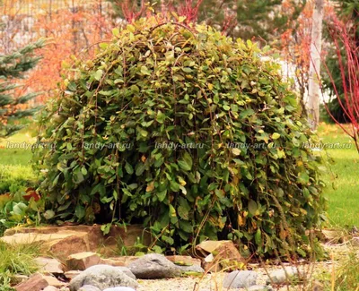 Ива козья \"Пендула\" (Salix caprea Pendula) - Лиственные растения весна 2024  года - купить лиственные растения спирея, кизильник, барбарис, лапчатка.