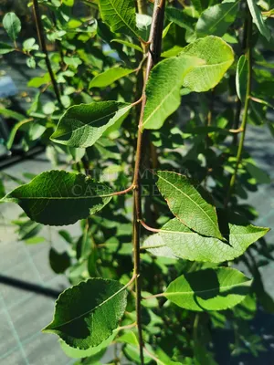 ИВА КОЗЬЯ \"ПЕНДУЛА\" SALIX CAPREA \"PENDULA\" купить с доставкой в Москве |  Дом цветов