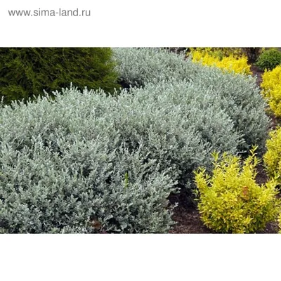 Ива лоховидная, узколистная \"Angustifolia\"