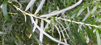 Ива лохолистная Ангустифолия / Salix elaeagnos Angustifolia С20 / Ра 90 /  Н180-200 – фото, отзывы, характеристики в интернет-магазине ROZETKA от  продавца: ImportPlant | Купить в Украине: Киеве, Харькове, Днепре, Одессе,  Запорожье, Львове