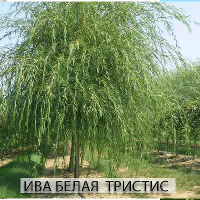 Саженцы ивы купить почтой, лучшая цена в питомнике «Агросемфонд»