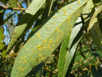 Саженцы Ива каспийская \"Salix alba\" из питомника растений Гринстрана купить  по цене от 9500 рублей | Описание, фото, доставка, консультация —  Гринстрана.ру