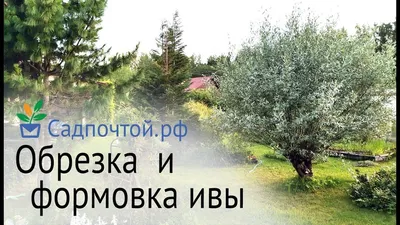 Ива