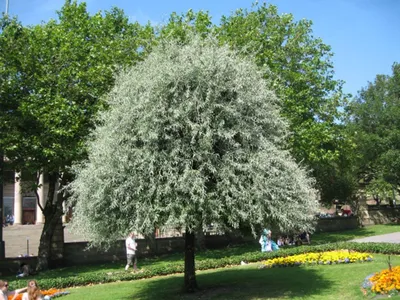 Ива лохолистная (72 фото) » НА ДАЧЕ ФОТО