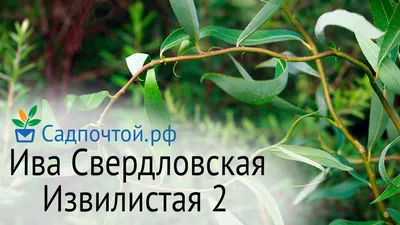 Ива — Википедия