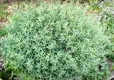 Декоративные саженцы (деревья и кустарники)