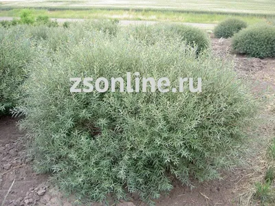 Талина дерево - картинки и фото (46 шт)