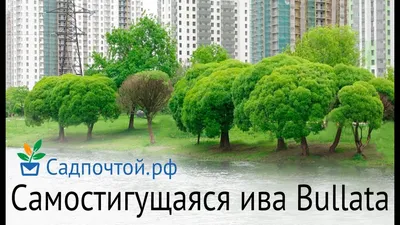 Ива, другие виды и сорта | Ива | Лиственные деревья | Каталог растений |  CАДиК