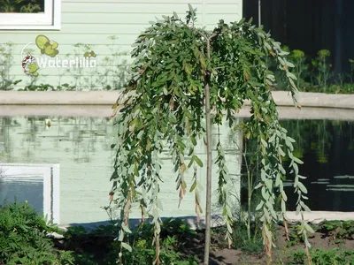 Ива козья штамбовая(Salix caprea L)