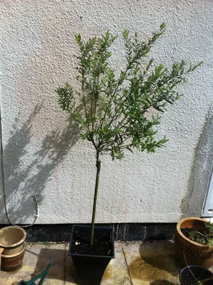 Ива козья Пендула Salix caprea Pendula | Питомник Тайга