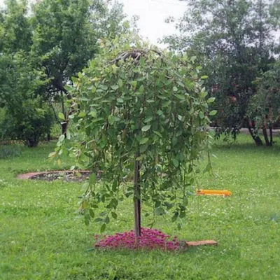 Ива пурпурная Salix purpurea 'Nana' на штамбе - купить саженцы в Минске и  Беларуси