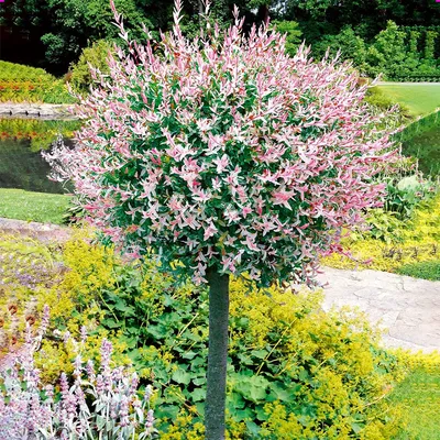 Ива на штамбе (Salix \"Hakuro Nischiki\") Купить в Симферополе | Садовый  центр Фрея, Крым
