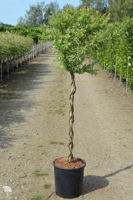 Саженцы Ивы на штамбе цельнолистной японской Хакуро Нишики (Salix integra  Hakuro Nishiki) С2 (ID#1543886568), цена: 320 ₴, купить на Prom.ua