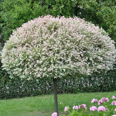 Ива плакучая Пендула. (Salix integra 'Pendula') на ШТАМБЕ 130-140см купить  в интернет-магазине ЦВІТСАД с доставкой по Украине