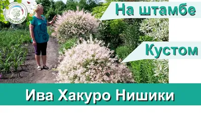 Ива цельнолистная Хакуро-нишики на штамбе (Hakuro-nishiki) Купить -  Питомник саженцев и сортовых растений \"Мир растений\"