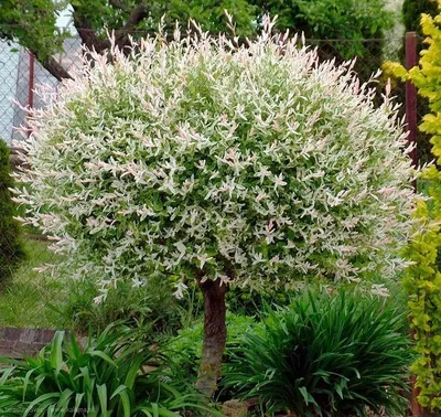 Ива козья Килмарнок/ Пендула (штамб): купить в Москве саженцы Salix caprea  Kilmernock (c.Pendula) в питомнике «Медра» по цене от 4800 руб