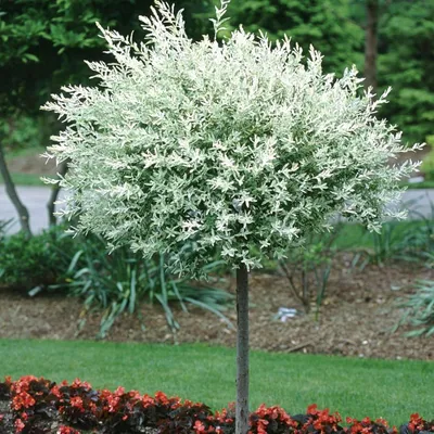 Ива цельнолистная Хакуро-Нишики на штамбе H120-140cm — купить саженец в  магазине АгроСила