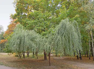 Ива Ива белая плакучая Тристис (Salix alba) С20 180-220см купить по цене 5  648 руб. | Доставка Смоленск, Москва, СпБ