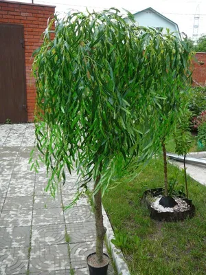 Ива белая плакучая Тристис Salix Tristis 14/16 купить в ЦМП