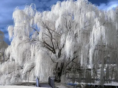 Ива плакучая - купить саженцы в Перми в питомнике «Марьина роща»