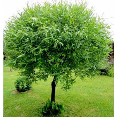 Ива ломкая шаровидная (Salix fragolis) - каталог магазина, купить в  питомнике растений Вашутино.