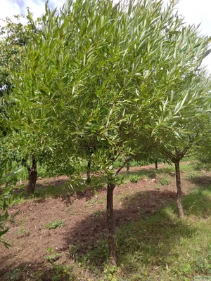 Ива пурпурная шаровидная (Salix purpurea) 170 см, цена в Санкт-Петербурге  от компании Вилла-планта (садовый центр и питомник растений, ландшафтное  бюро)