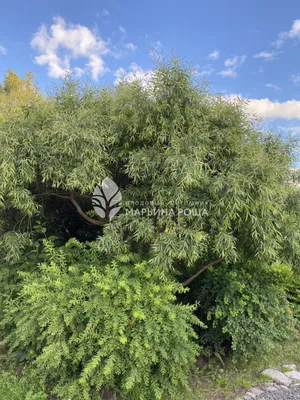 Ива ломкая ф. шаровидная (Salix fragilis Bullata) купить для посадки в  Москве