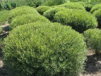 Ива ломкая шаровидная (Salix fragolis) - каталог магазина, купить в  питомнике растений Вашутино.