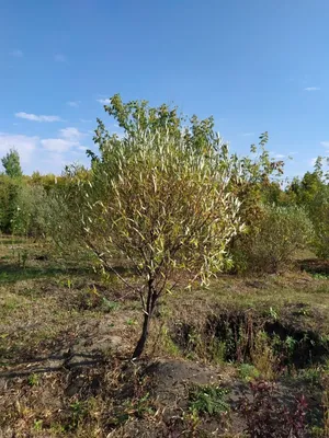 Ива пурпурная шаровидная (Salix purpurea) 170 см, цена в Санкт-Петербурге  от компании Вилла-планта (садовый центр и питомник растений, ландшафтное  бюро)