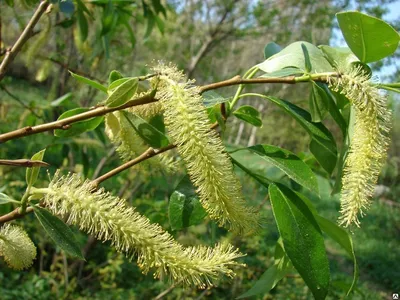 Ива тонкоствольная Черноколосовидная Salix gracilistyla var melanostachys -  купить декоративные и хвойные растения с доставкой по Украине в магазине  Добродар