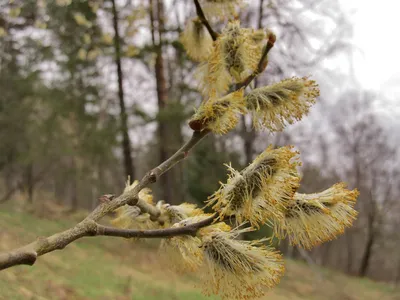 Файл:Salix catkins Ива весной Сережки 01.jpg — Википедия