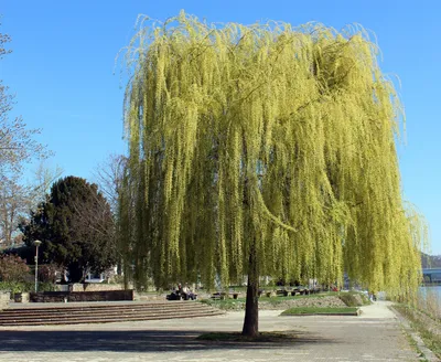 Хрупкая Ива, Salix Fragilis, Цвету Весной С Фоном Боке, Селективный Фокус,  Неглубоко ФО. Фотография, картинки, изображения и сток-фотография без  роялти. Image 77783199