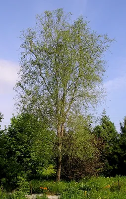 Ива моупинензис, salix moupinensis