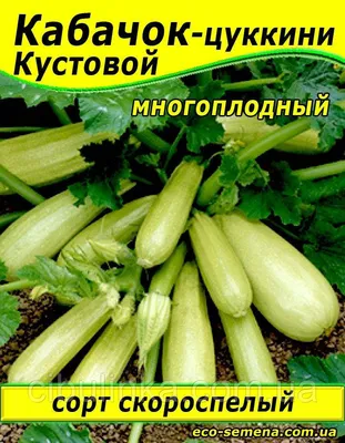 Кабачок Кустовой