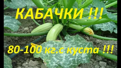 Купить Семена - Эконом пак. - Кабачок Кустовой, 20 г. ❱❱ Колибри-маркет ❰❰❰