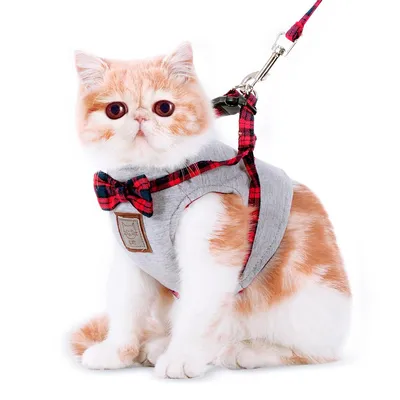 Как одевать шлейку на кошку: Подробные изображения и советы