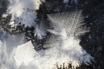 Фоны снежной красоты в формате webp