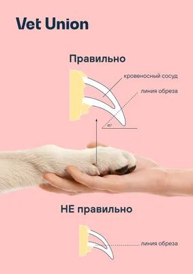 Как подстричь когти кошке: Фото в хорошем качестве, скачать бесплатно