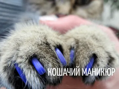 Фотографии Как подстричь когти кошке: Разнообразные форматы и размеры