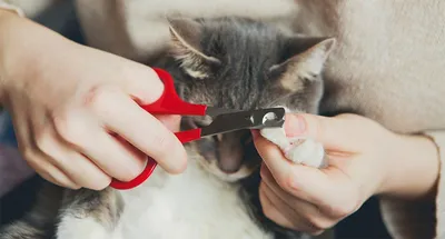 Картинки Как подстричь когти кошке: Безплатно скачать в хорошем качестве