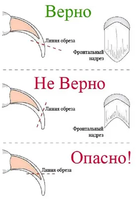 Как подстричь когти кошке: Изображения доступны для скачивания