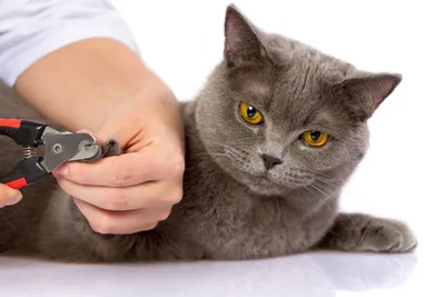 Фотографии Как подстричь когти кошке: Различные размеры и форматы