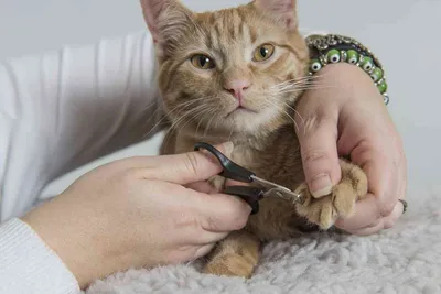 Изображения Как подстричь когти кошке: Разные форматы и размеры на выбор