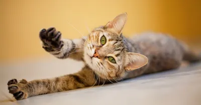 Картинки Как подстричь когти кошке: Бесплатное скачивание в хорошем качестве, подходят в качестве фона или обоев.