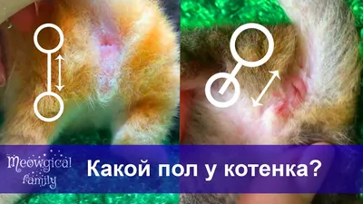 Как понять кота или кошку на изображении: скачать бесплатно