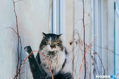 Фото с котами и кошками: выберите желаемый формат и размер