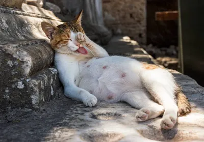 Фото котят в животе кошки: картинки webp в хорошем качестве